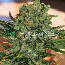 Tonic Ryder auto feminised (World of Seeds)