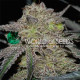 Семена конопли Tonic Ryder autofem. World of Seeds