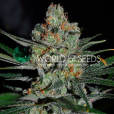 Afghan Kush Early Version feminised (World of Seeds)