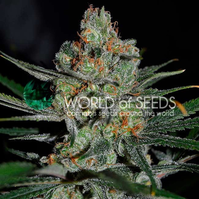 Семена конопли Afghan Kush Early Version fem. World of Seeds