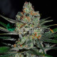 Семена конопли Afghan Kush Early Version fem. World of Seeds