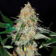 Семена конопли Afghan Kush Early Version fem. World of Seeds