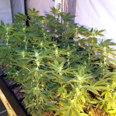 Afghan Kush feminised (World of Seeds)
