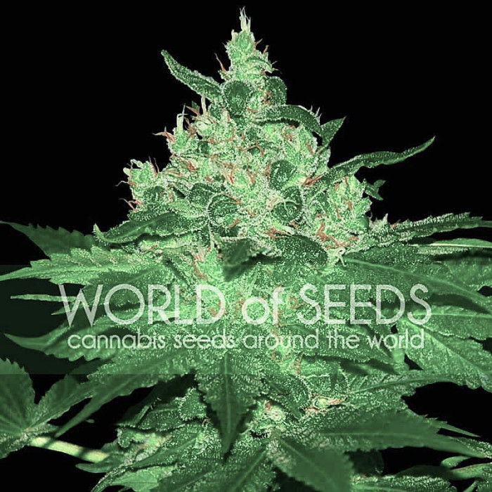 Семена конопли Afghan Kush fem. World of Seeds