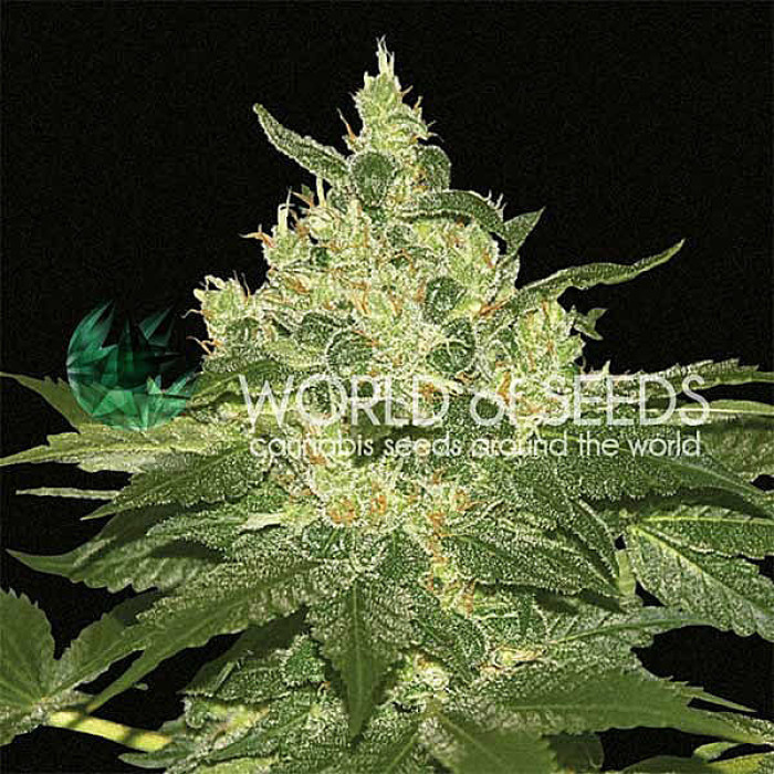 Семена конопли Afghan Kush fem. World of Seeds