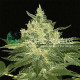 Семена конопли Afghan Kush fem. World of Seeds