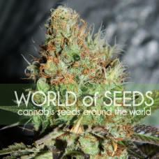 Afghan Kush Special feminised (World of Seeds)