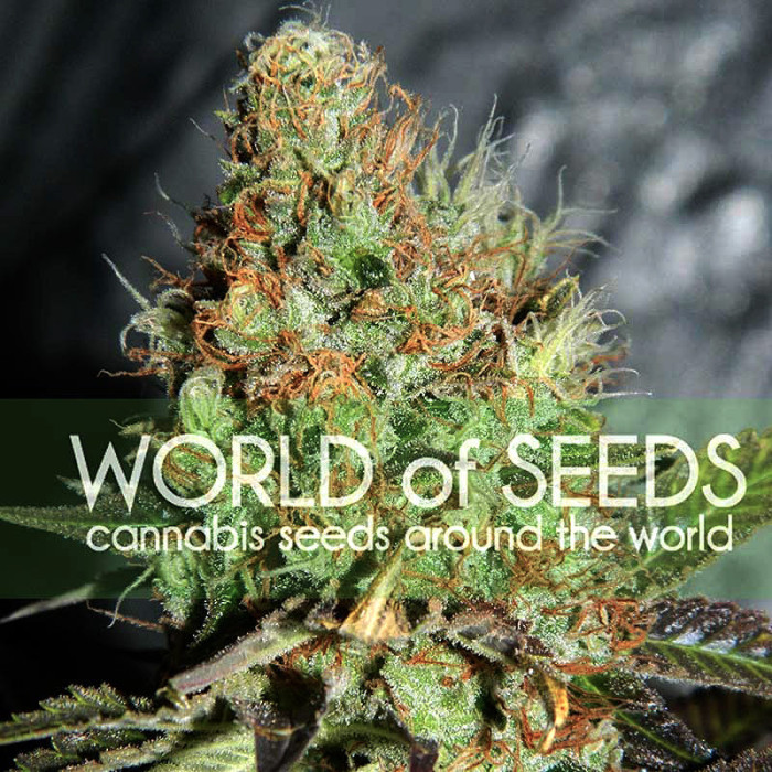 Семена конопли Afghan Kush Special fem. World of Seeds