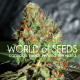 Семена конопли Afghan Kush Special fem. World of Seeds