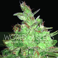 Afghan Kush X Black Domina feminised (World of Seeds)