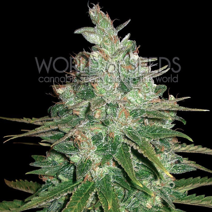 Семена конопли Afghan Kush X Black Domina fem. World of Seeds