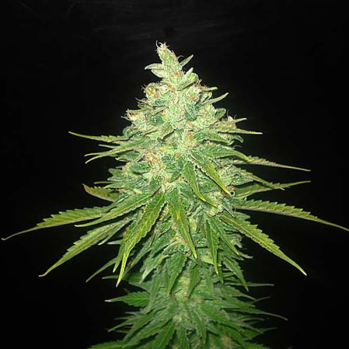 Семена конопли Afghan Kush X Black Domina fem. World of Seeds