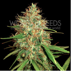 Afghan Kush X Skunk feminised (World of Seeds)