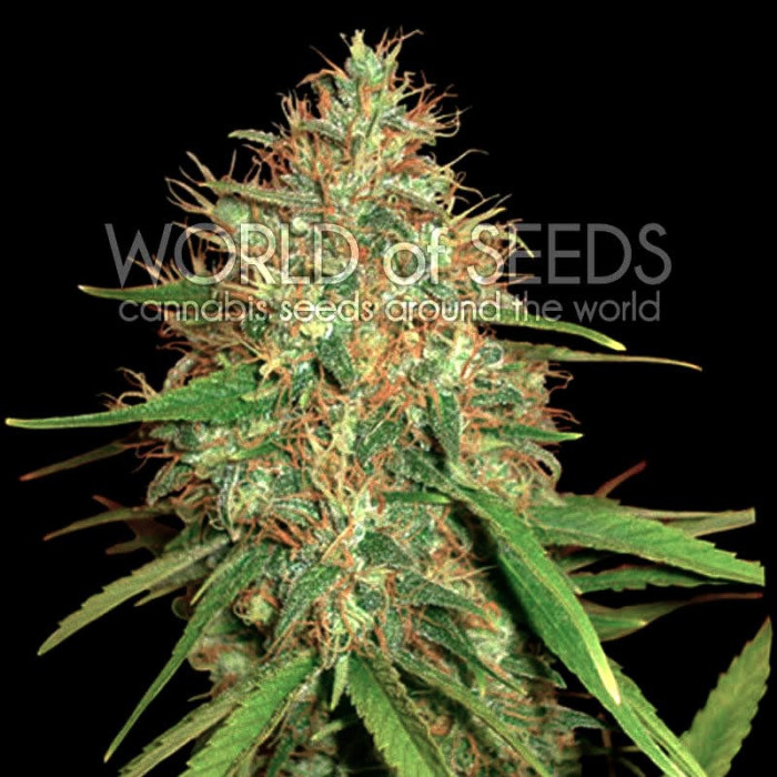 Семена конопли Afghan Kush X Skunk fem. World of Seeds