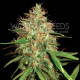Семена конопли Afghan Kush X Skunk fem. World of Seeds