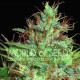 Семена конопли Afghan Kush X Skunk fem. World of Seeds