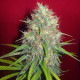 Семена конопли Afghan Kush X Skunk fem. World of Seeds