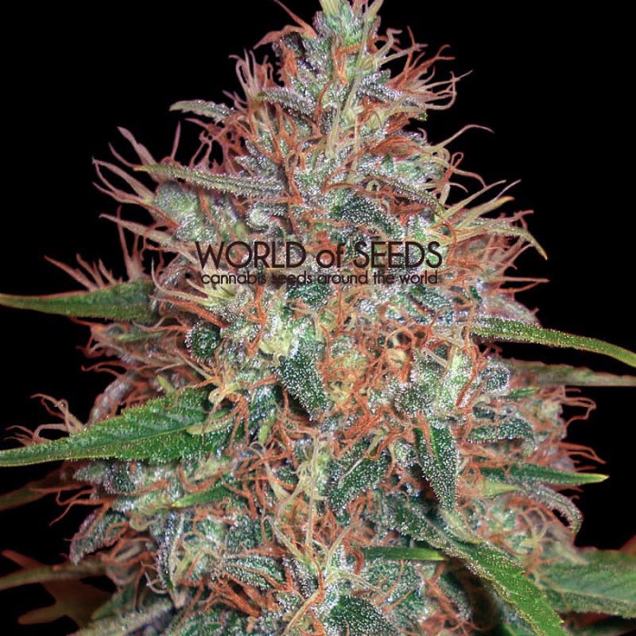 Семена конопли Afghan Kush X Skunk fem. World of Seeds
