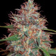 Семена конопли Afghan Kush X Skunk fem. World of Seeds