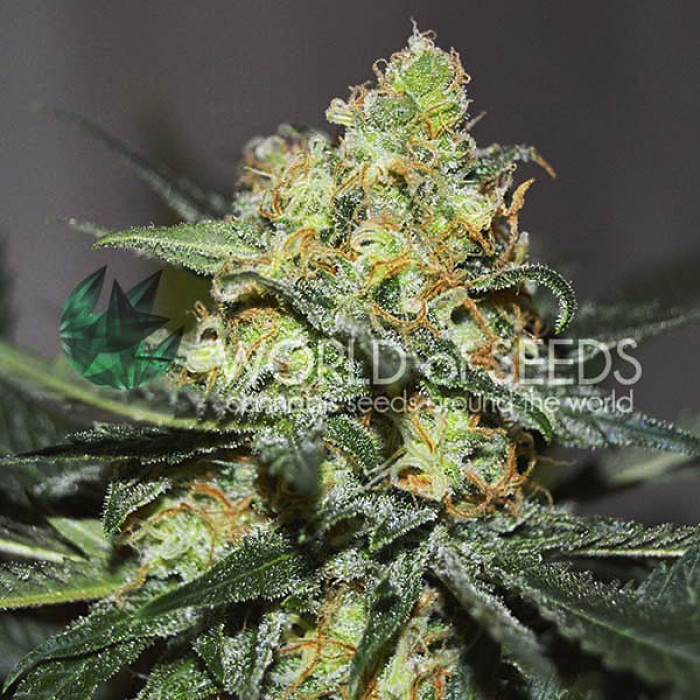 Семена конопли Afghan Kush X Skunk fem. World of Seeds