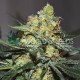 Семена конопли Afghan Kush X Skunk fem. World of Seeds