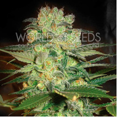 Afghan Kush X White Widow feminised (World of Seeds)
