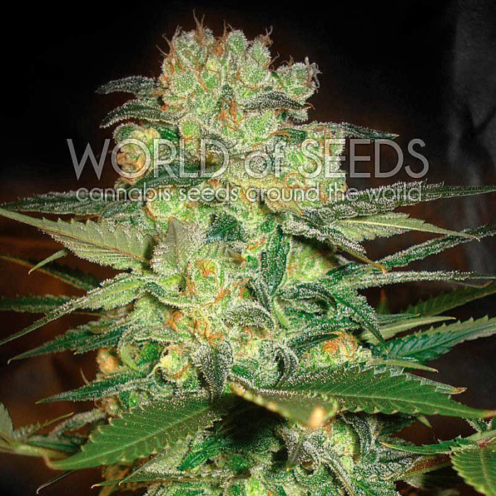 Семена конопли Afghan Kush X White Widow fem. World of Seeds