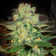 Семена конопли Afghan Kush X White Widow fem. World of Seeds