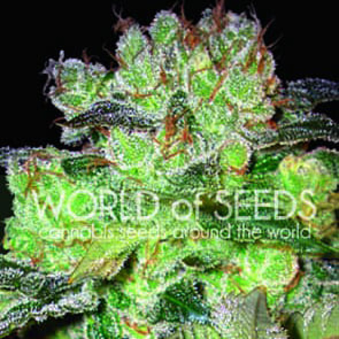 Семена конопли Afghan Kush X White Widow fem. World of Seeds