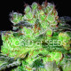 Семена конопли Afghan Kush X White Widow fem. World of Seeds