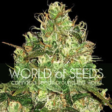 Afghan Kush X Yumbolt feminised (World of Seeds)