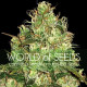 Семена конопли Afghan Kush X Yumbolt fem. World of Seeds