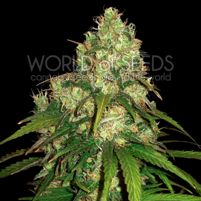 Семена конопли Afghan Kush X Yumbolt fem. World of Seeds