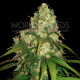 Семена конопли Afghan Kush X Yumbolt fem. World of Seeds