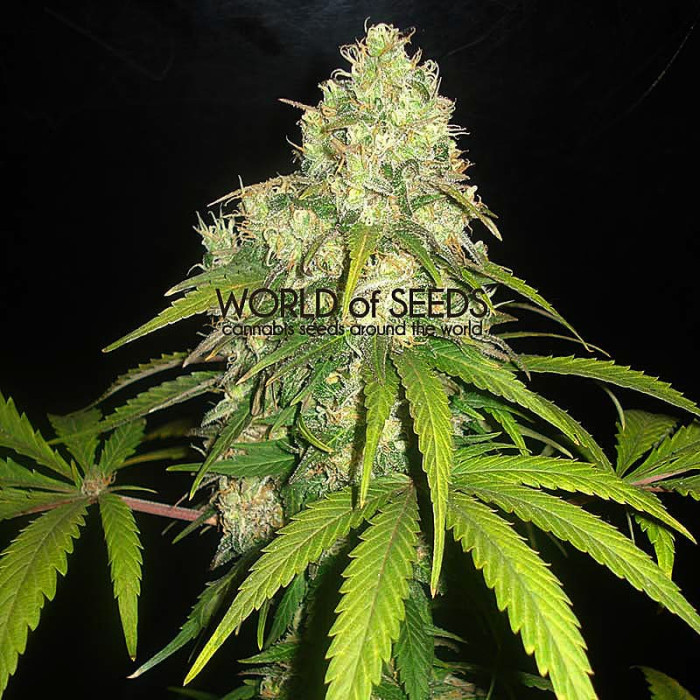 Семена конопли Afghan Kush X Yumbolt fem. World of Seeds