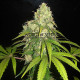 Семена конопли Afghan Kush X Yumbolt fem. World of Seeds