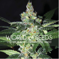 Amnesia feminised (World of Seeds)