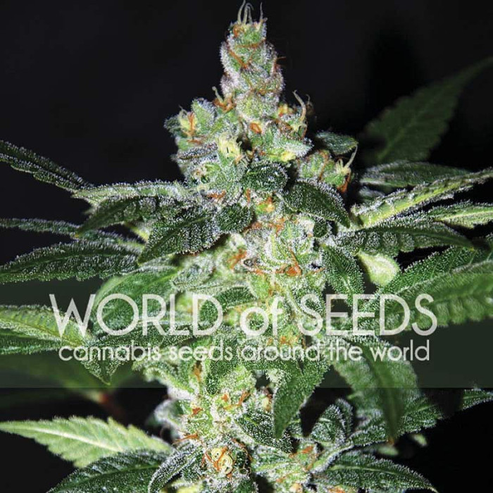 Семена конопли Amnesia fem. World of Seeds