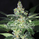 Семена конопли Amnesia fem. World of Seeds