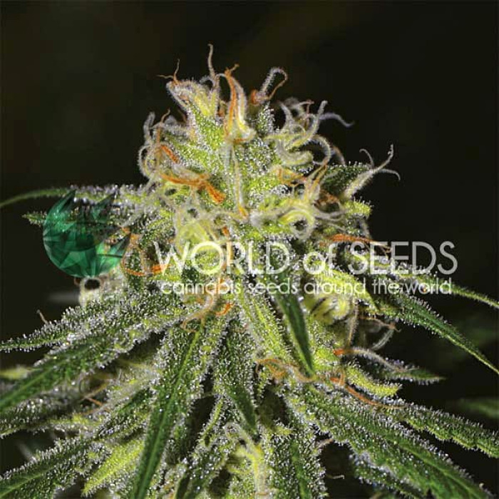Семена конопли Amnesia fem. World of Seeds