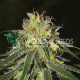 Семена конопли Amnesia fem. World of Seeds