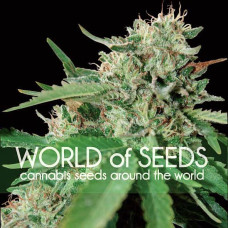 Brazil Amazonia feminised (World of Seeds)
