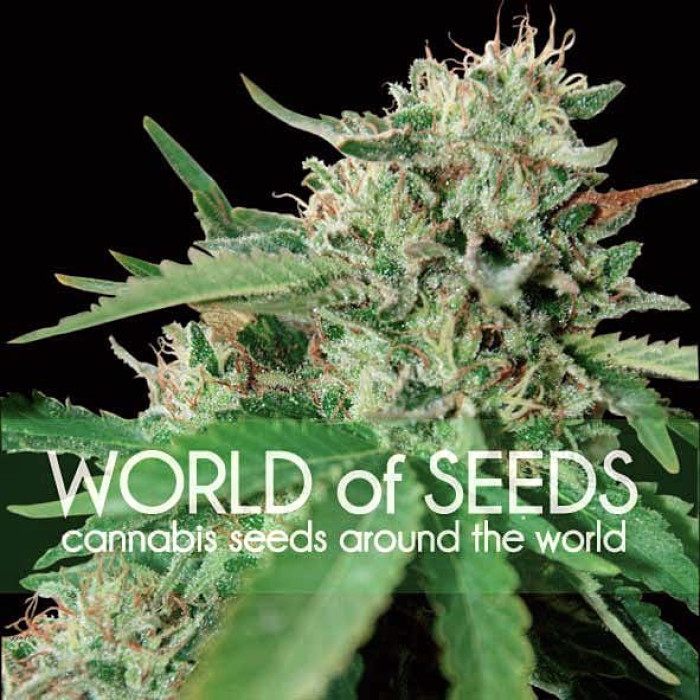 Семена конопли Brazil Amazonia fem. World of Seeds
