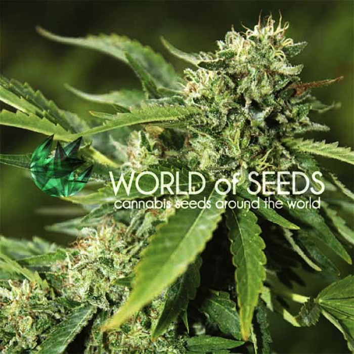 Семена конопли Brazil Amazonia fem. World of Seeds