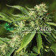 Семена конопли Brazil Amazonia fem. World of Seeds