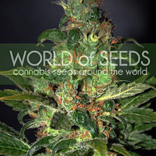 Chronic Haze feminised (World of Seeds)
