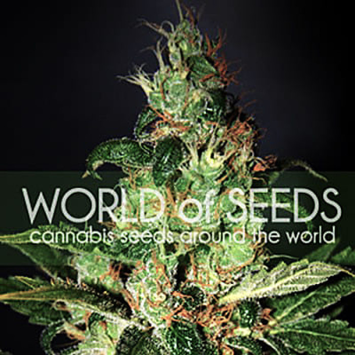 Семена конопли Chronic Haze fem. World of Seeds