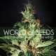 Семена конопли Chronic Haze fem. World of Seeds
