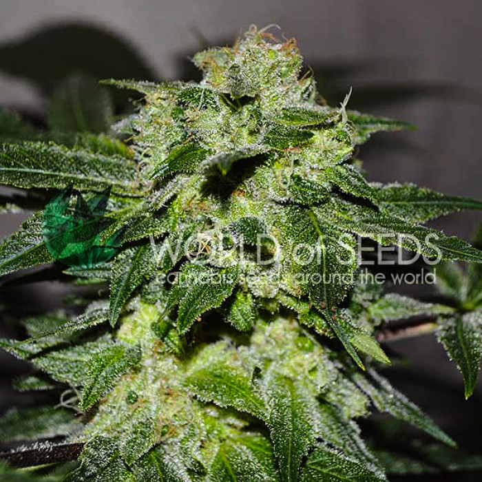 Семена конопли Chronic Haze fem. World of Seeds