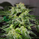 Семена конопли Chronic Haze fem. World of Seeds